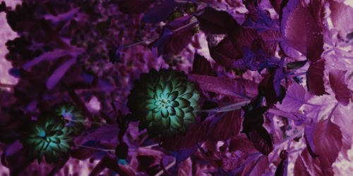 Kadın ve doğanın sömürülmesine karşı ekofeminizm