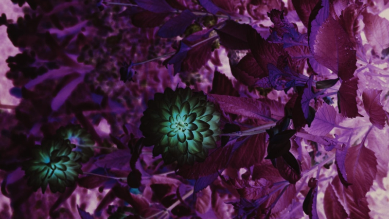 Kadın ve doğanın sömürülmesine karşı ekofeminizm